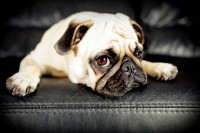 Pet Dog Healing