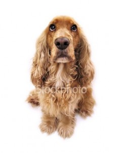 ist2_156426-sad-dog